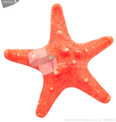 Image of sea star