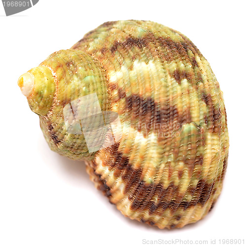 Image of shell on white