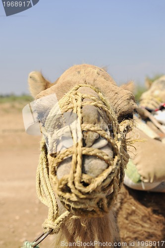 Image of camel