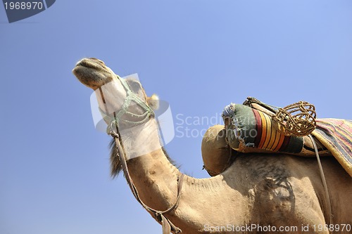 Image of camel