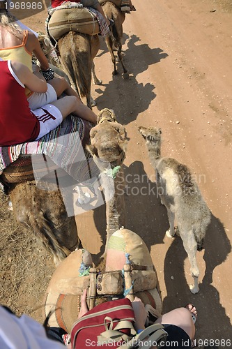 Image of camel