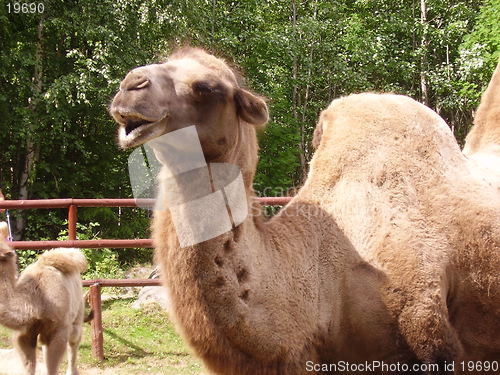 Image of Camel