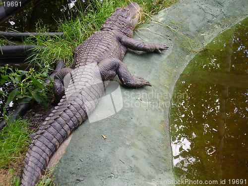 Image of Crocodile