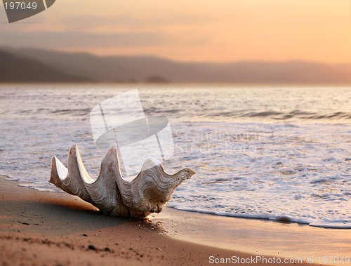 Image of Seashell on the beach