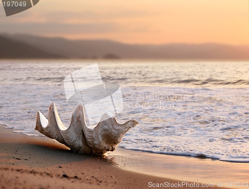 Image of Seashell on the beach