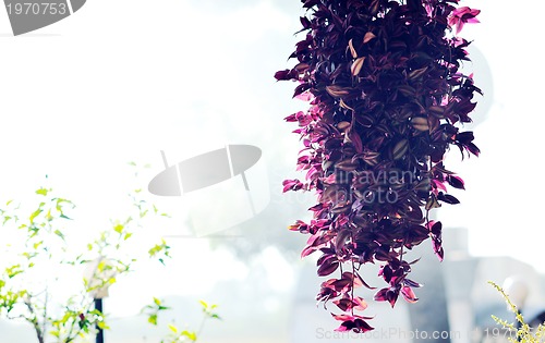 Image of colorful balcony with flowers