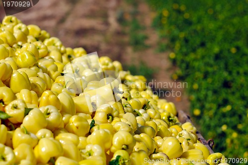 Image of fresh organic food peppers