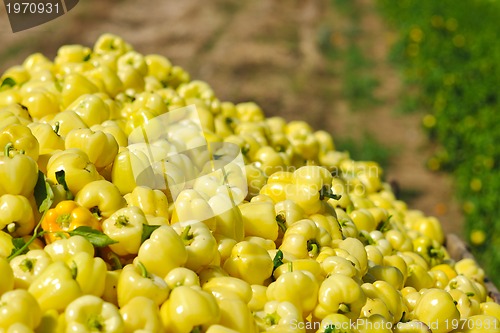 Image of fresh organic food peppers