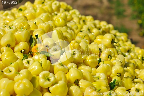 Image of fresh organic food peppers