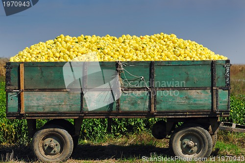 Image of fresh organic food peppers