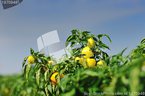 Image of fresh organic food peppers