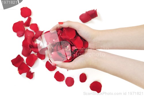 Image of woman hand holding rose petals 