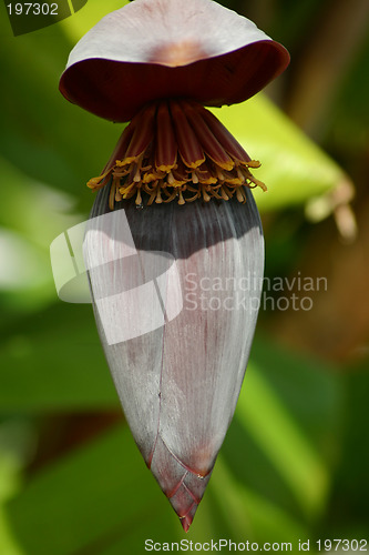 Image of flower of the banana tree