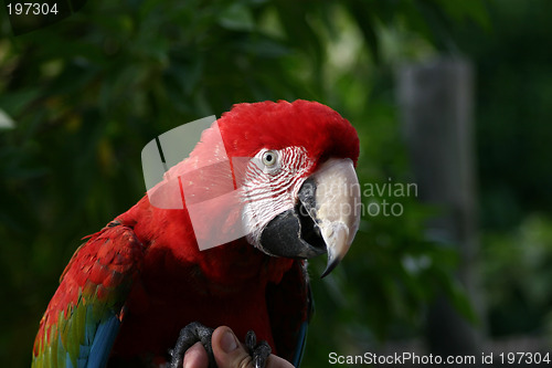 Image of red macaw parrot