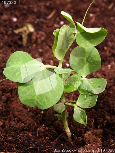 Image of Developing pea
