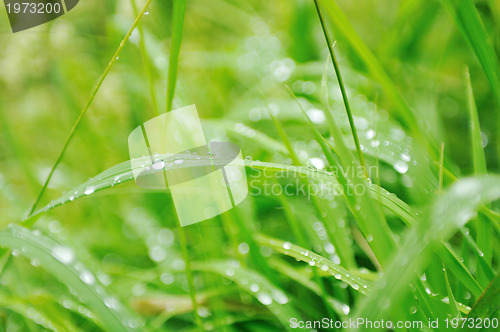 Image of gras and flowers background at raint