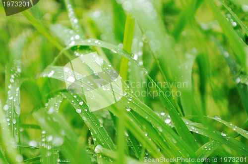 Image of gras and flowers background at raint