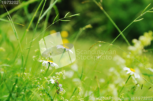 Image of gras and flowers background at raint