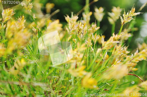 Image of gras and flowers background at raint