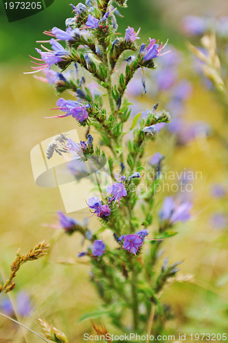 Image of gras and flowers background at raint