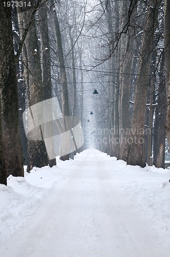 Image of winter,snow,alley,nature,park,white,frost,season,tree,light,land