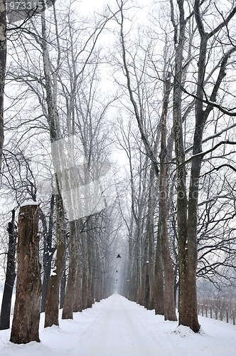 Image of winter,snow,alley,nature,park,white,frost,season,tree,light,land