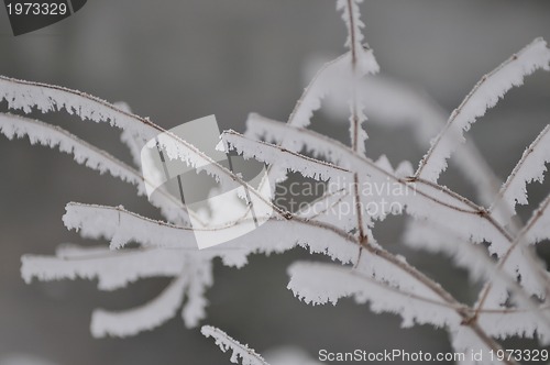 Image of frost