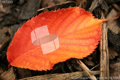 Image of Fallen leaf