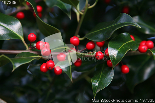 Image of Holly berries