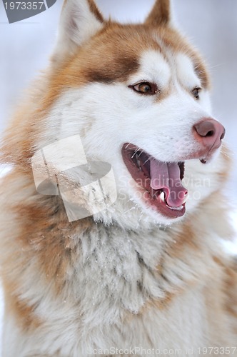 Image of dog