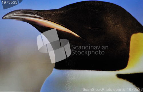 Image of pinguin