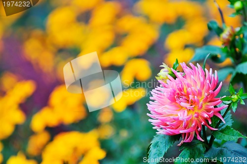 Image of flower