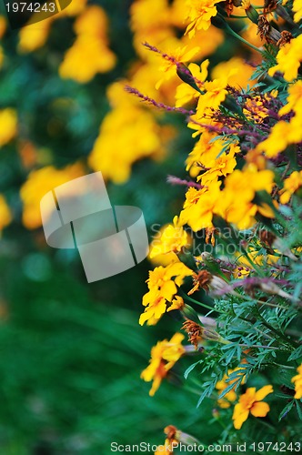 Image of flower