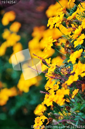 Image of flower