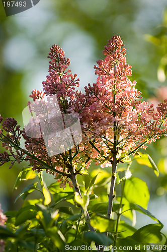 Image of Lilac flower