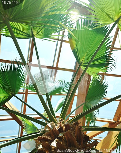 Image of palm and wooden roof construction