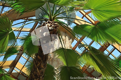 Image of palm and wooden roof construction