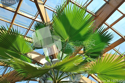 Image of palm and wooden roof construction