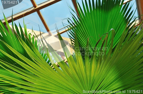 Image of palm and wooden roof construction