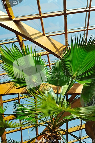 Image of palm and wooden roof construction