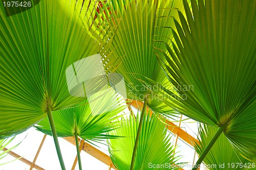 Image of palm and wooden roof construction