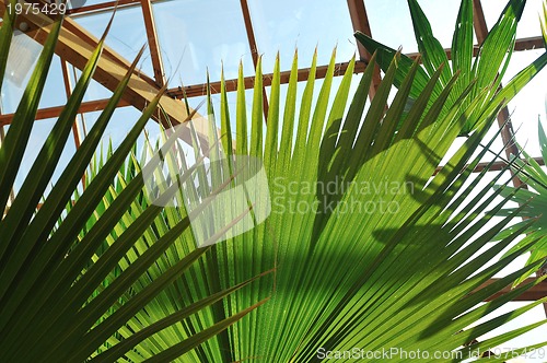 Image of palm and wooden roof construction