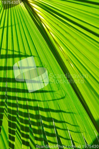 Image of palm background