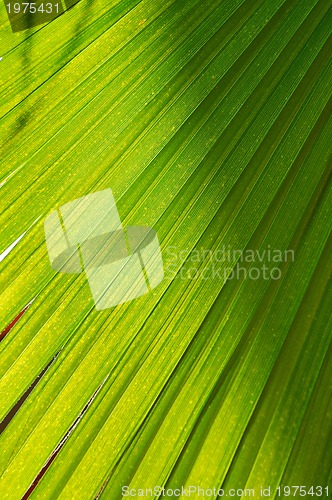 Image of palm background