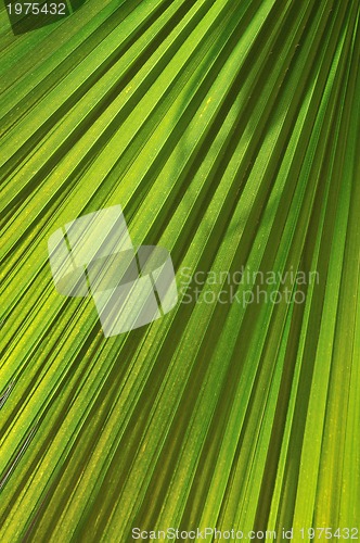 Image of palm background