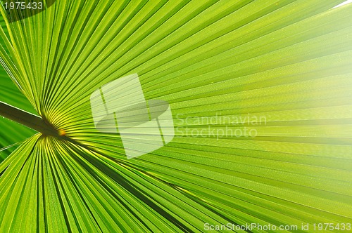 Image of palm background