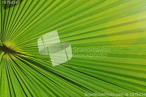 Image of palm background