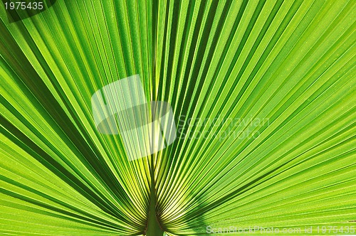 Image of palm background