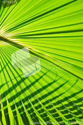 Image of palm background