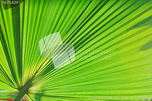 Image of palm background